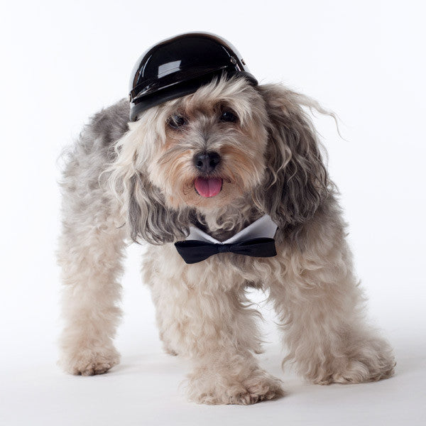 Matte Black - Dog Helmet